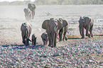 African elephants