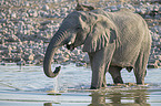 African elephant