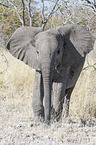 African elephant