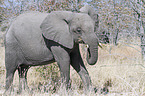 African elephant