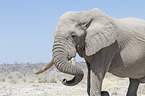 African elephant