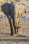 African elephant