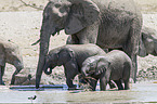 African elephants