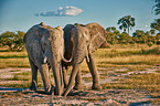 African elephants