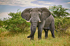 African elephant