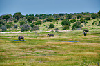 African elephants