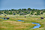 African elephants