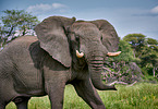 African elephant