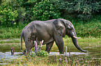 African elephant