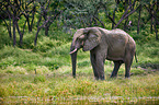 African elephant