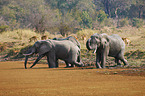 African elephants