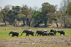 African elephants