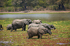 African elephants