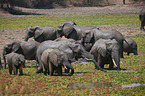 African elephants