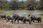 African elephants