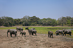 African elephants