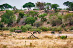 African elephants