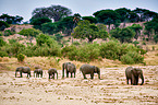 African elephants