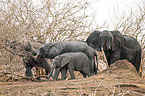 African Elephants