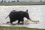 African Elephant