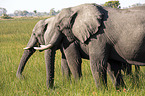 African Elephants