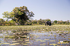 African Elephant