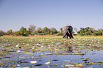 African Elephant