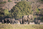 African Elephants