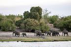 African Elephants