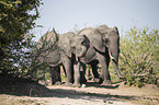 African Elephants