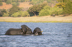 African Elephants