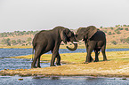 African Elephants