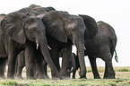 African elephants