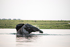 African Elephants