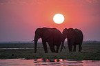 African Elephants