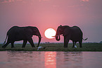 African Elephants