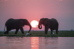 African Elephants