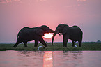 African Elephants