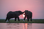 African Elephants