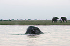 African Elephants