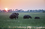 African Elephants