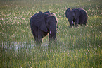 African Elephants