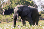 African Elephant