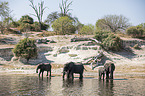 African Elephants