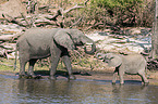 African Elephants