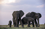 African Elephants