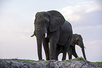 African Elephants