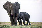 African Elephants