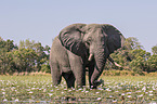 African Elephant