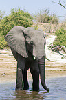 African Elephant